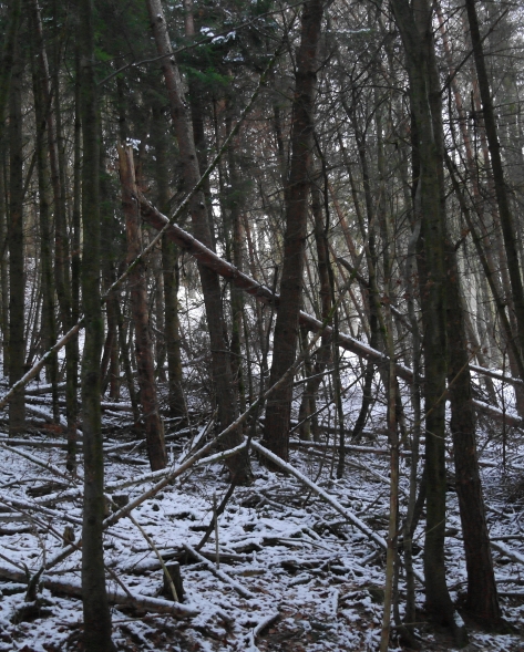 Durchforstungsr�ckstand