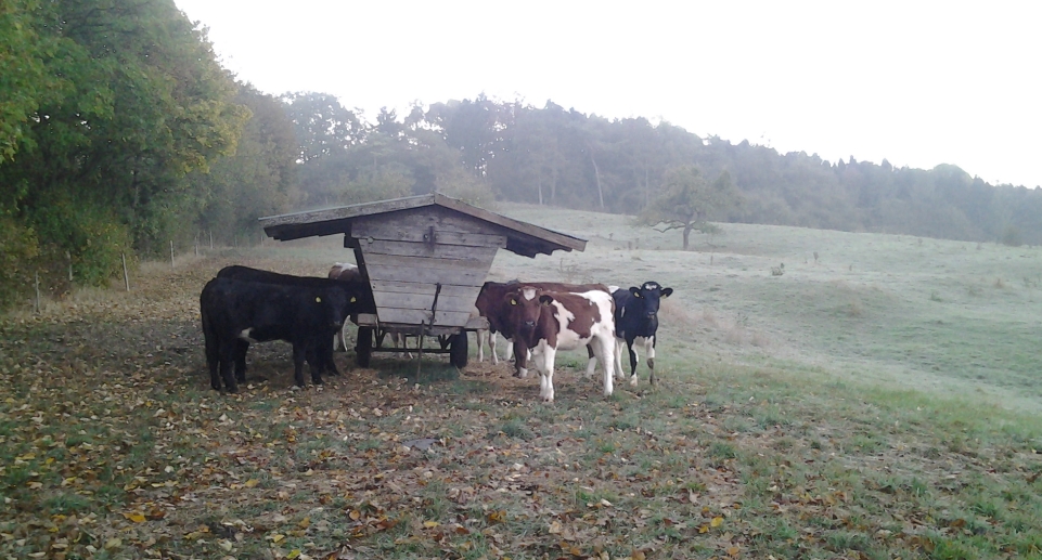 Herbstweide Herbstweide