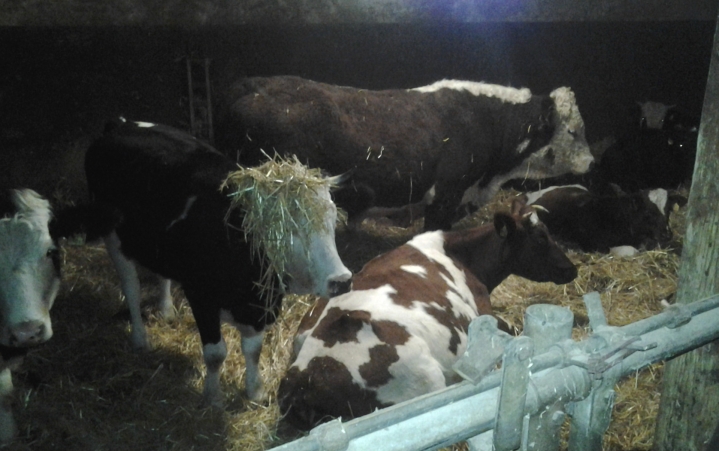 Hereford-Bulle Hereford-Bulle