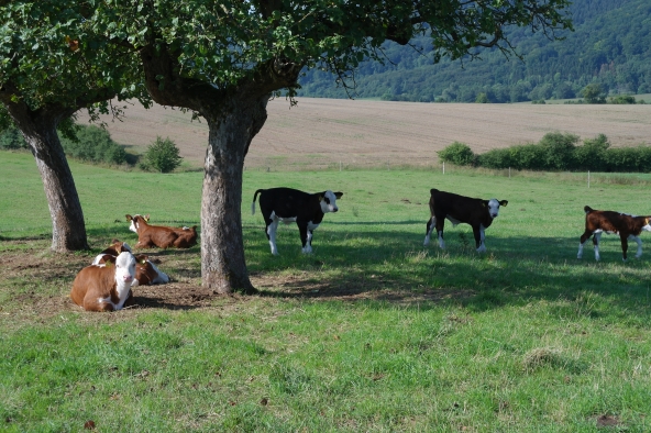Herefordkälber Herefordkälber