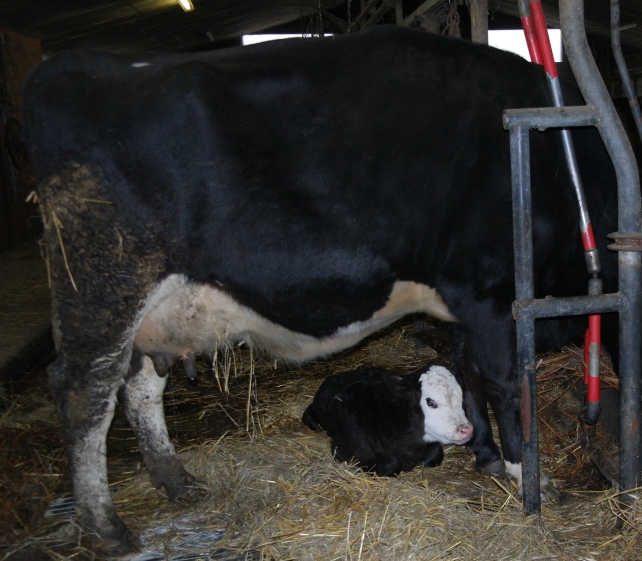 Kuh mit Kalb Kuh mit Kalb