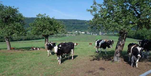 Mutterkühe Mutterkühe