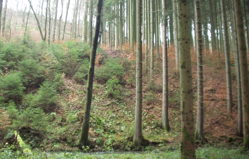 Naturverj�ngung